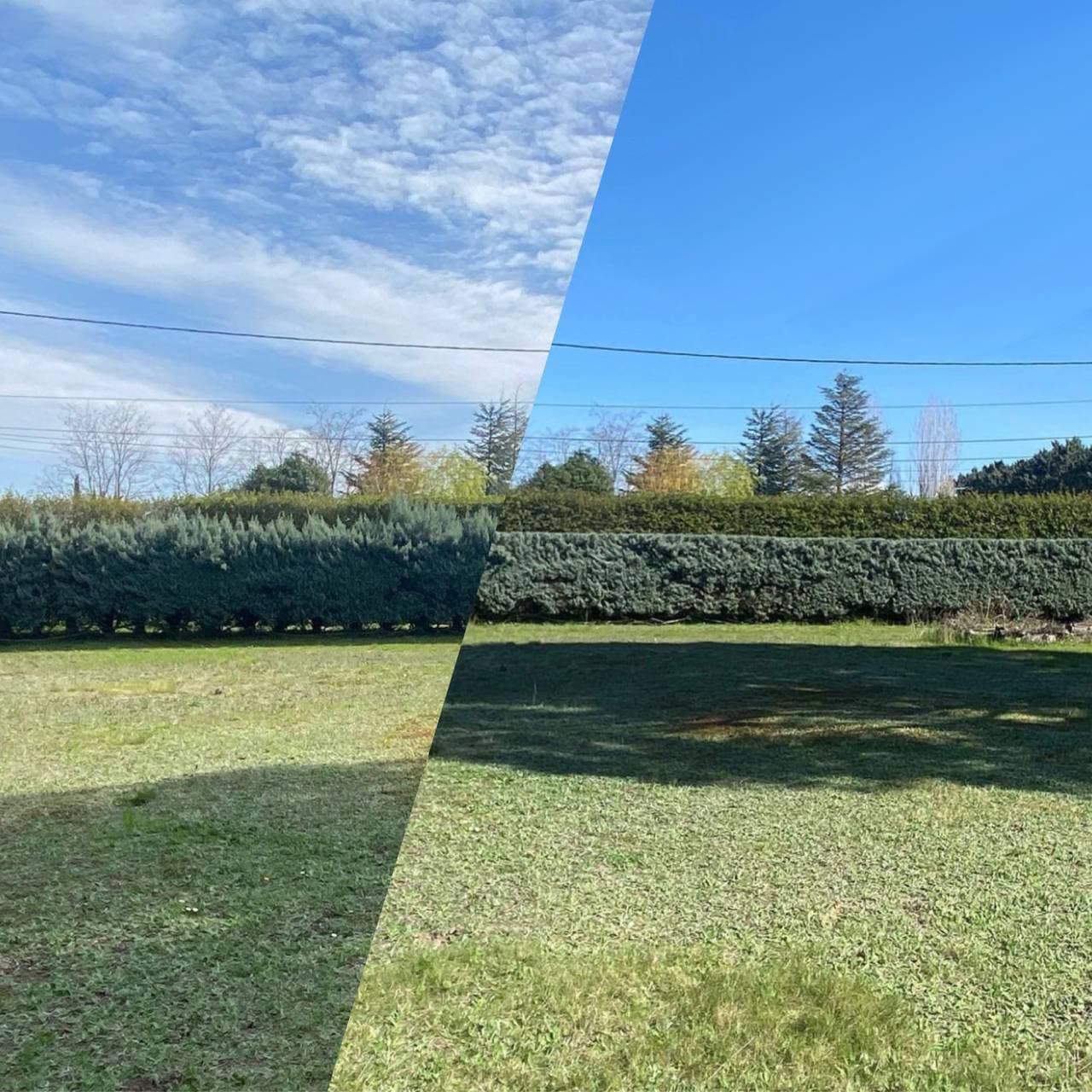 Jardinier professionnel taillant les haies