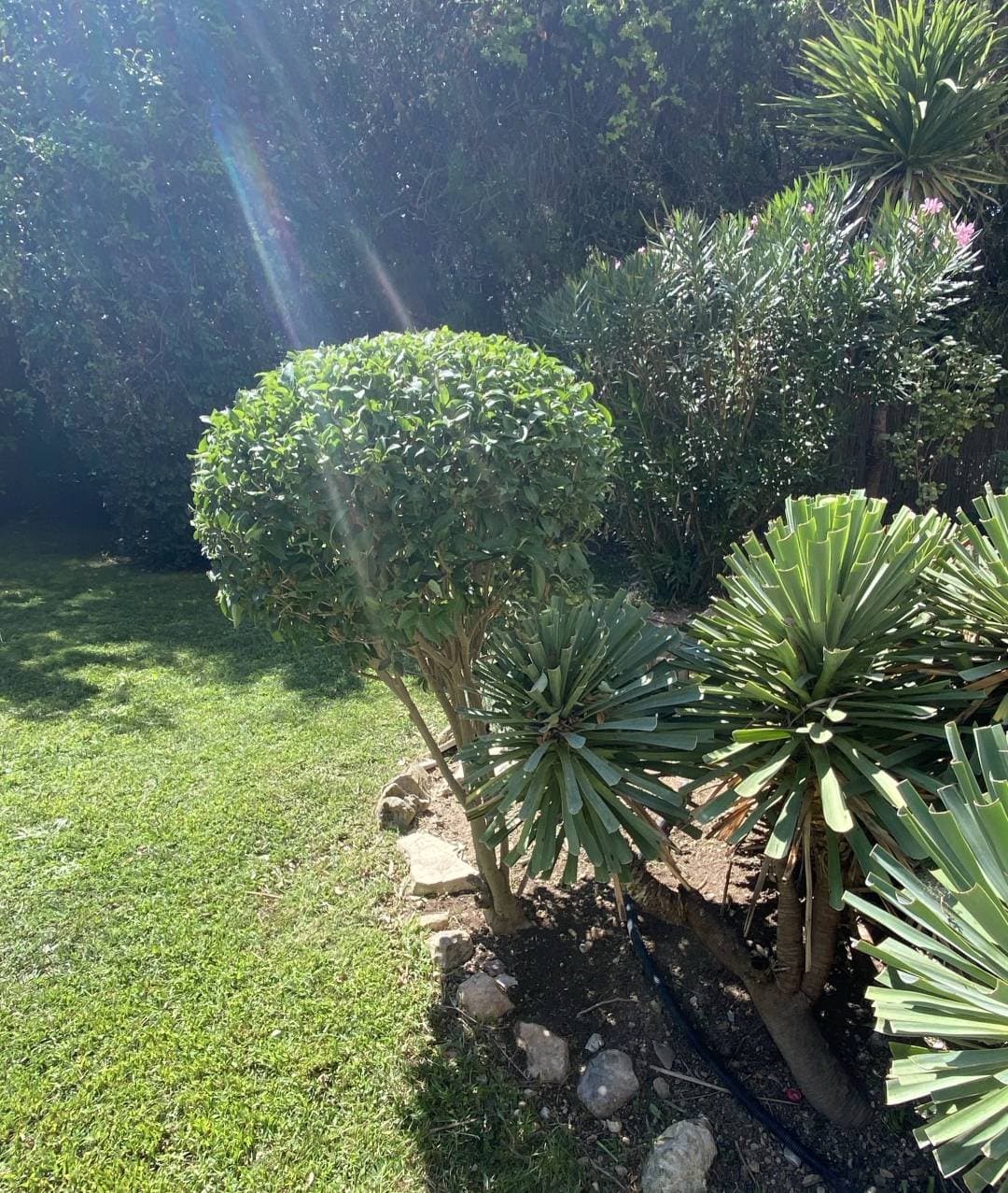 Arbuste taillé en boule avec des yuccas